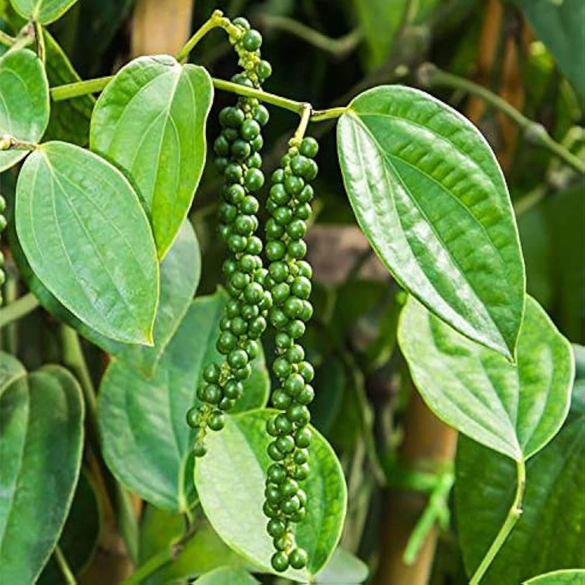 PetalPath Black Pepper Plant(Hybrid, Pack of 1)