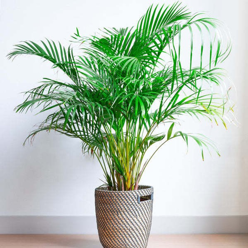 Heaven Of Saplings Areca Palm(Hybrid, Pack of 1)