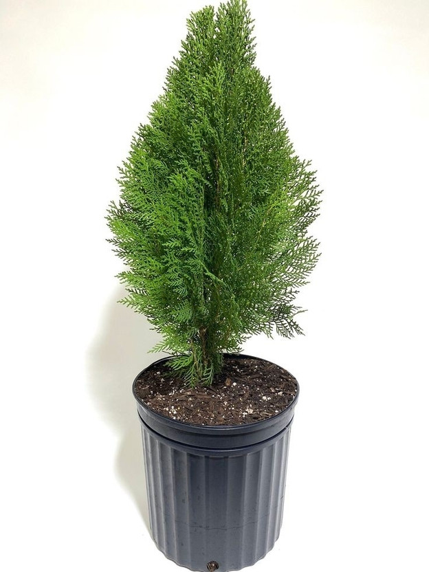 Lemon cypress Thuja Plant(Hybrid, Pack of 1)