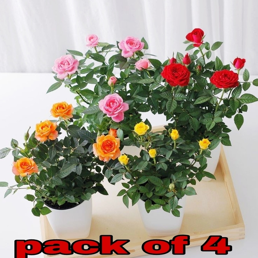 SKDIYA Rose Plant(Hybrid, Pack of 1)