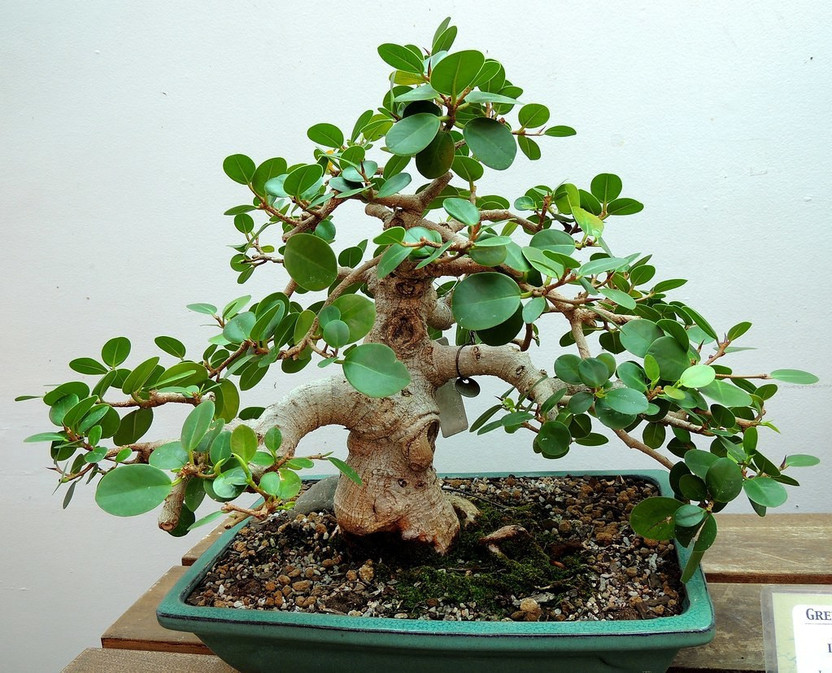 OXY GREEN PLANT Ficus Bonsai(Hybrid, Pack of 1)