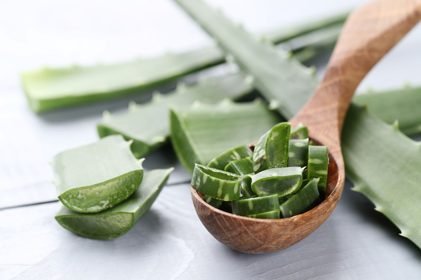 Farmer Faith Aloe Vera Plant(Hybrid, Pack of 2)