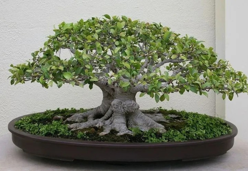 Cloud Cloud Farm ZZ Plant  sapling(Hybrid, Pack of 1) - Flipkart Deal