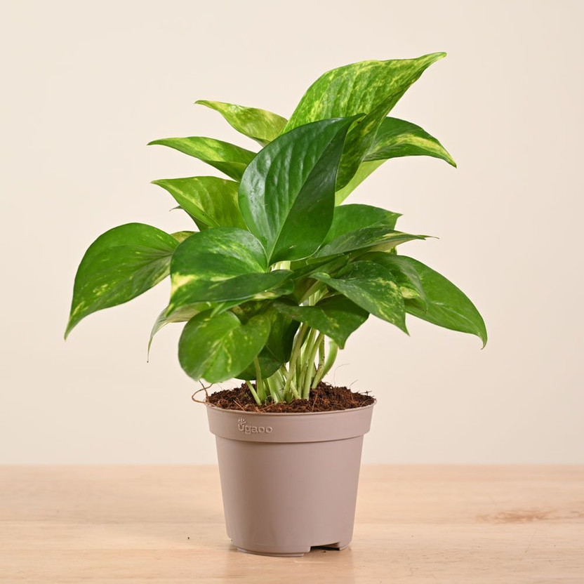 UGAOO Variegated Money Plant  sapling(Pack of 1)