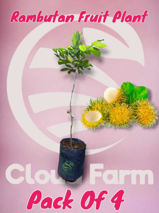 Cloud Farm ZZ Plant(Hybrid, Pack of 4)
