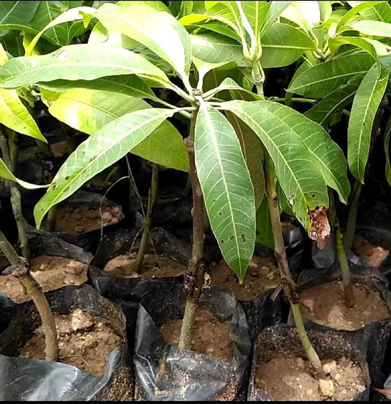 Earth Connect Mango Plant Price in India Buy Earth Connect Mango