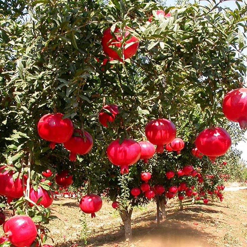 Ubtangrow Pomegranate Plant(Hybrid, Pack of 1)