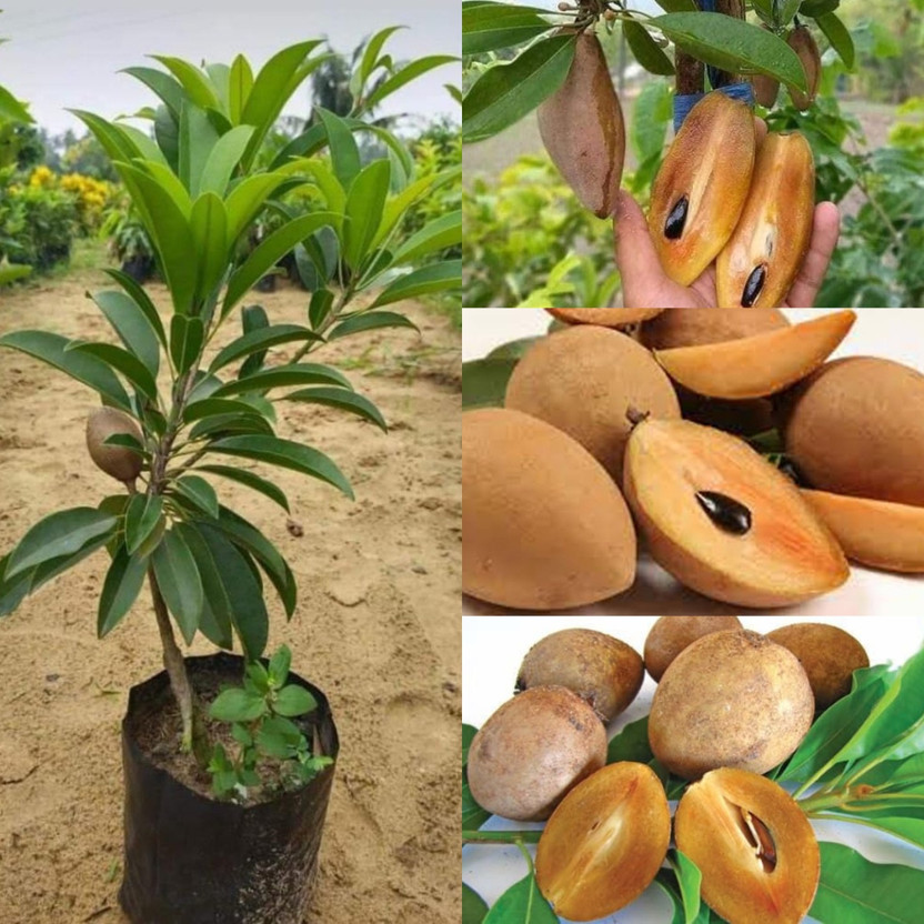 Cloud Farm Chiku Plant(Hybrid, Pack of 1)