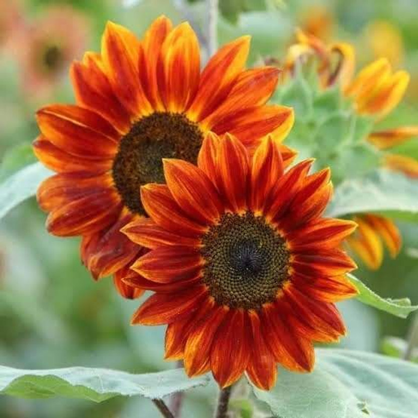 NurseryFriends Sunflower Plant  sapling(Hybrid, Pack of 40)