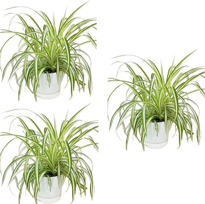 Dishita Go Green Spider Plant(Hybrid, Pack of 3)