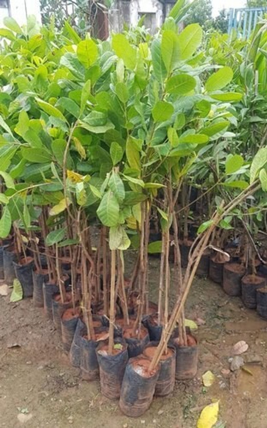 ONLINE PLANT BAZAR Cashew Plant(Hybrid, Pack of 1)