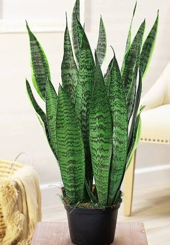 Pblooms Snake Plant(Pack of 1)