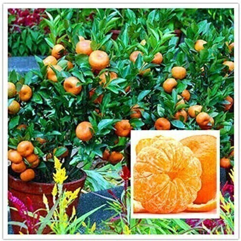 Megha Fish Farming Orange Plant(Hybrid, Pack of 1)