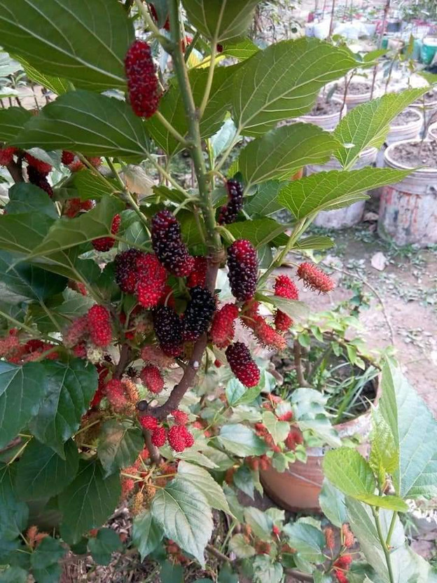 THAI MALBERI Malay Apple Plant(Hybrid, Pack of 1)