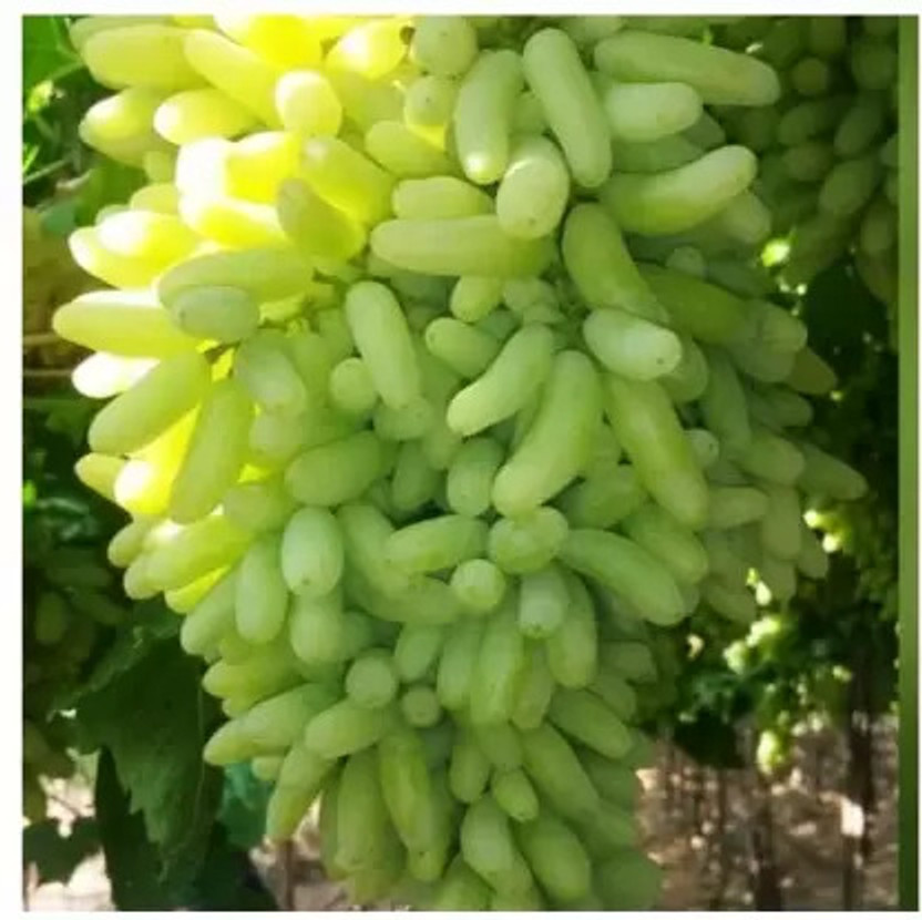 Samarthgreens Grape Plant  sapling(Hybrid, Pack of 1)