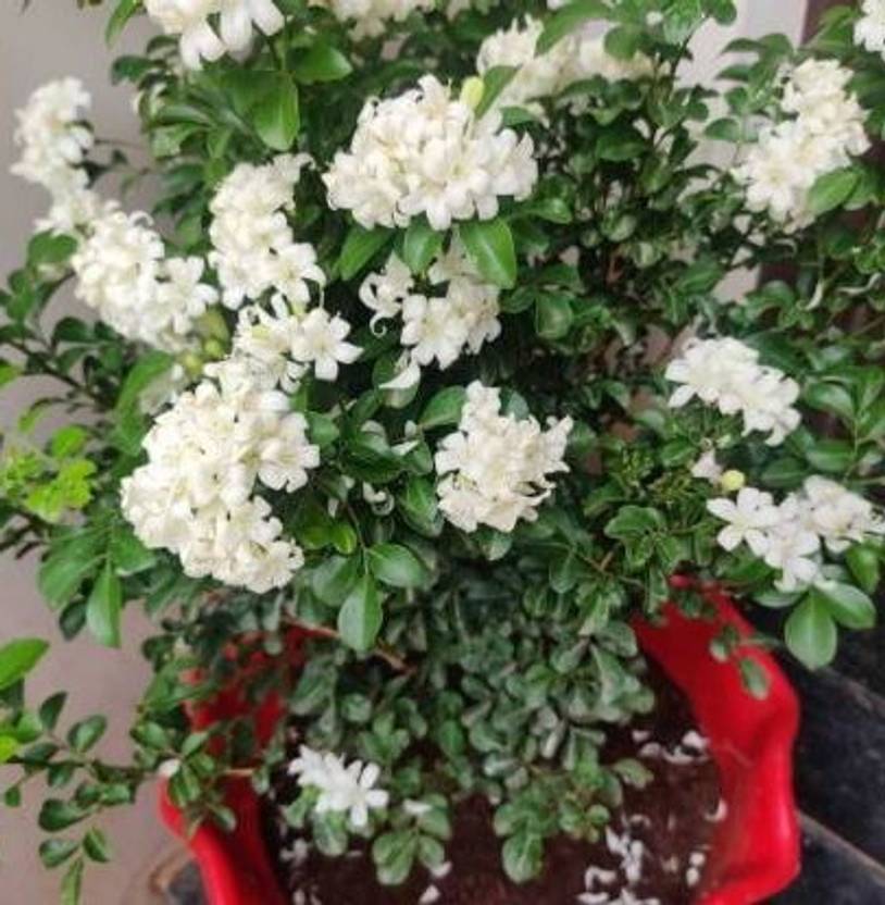 Globalplants Madhu Kamini Plant Price in India Buy Globalplants Madhu