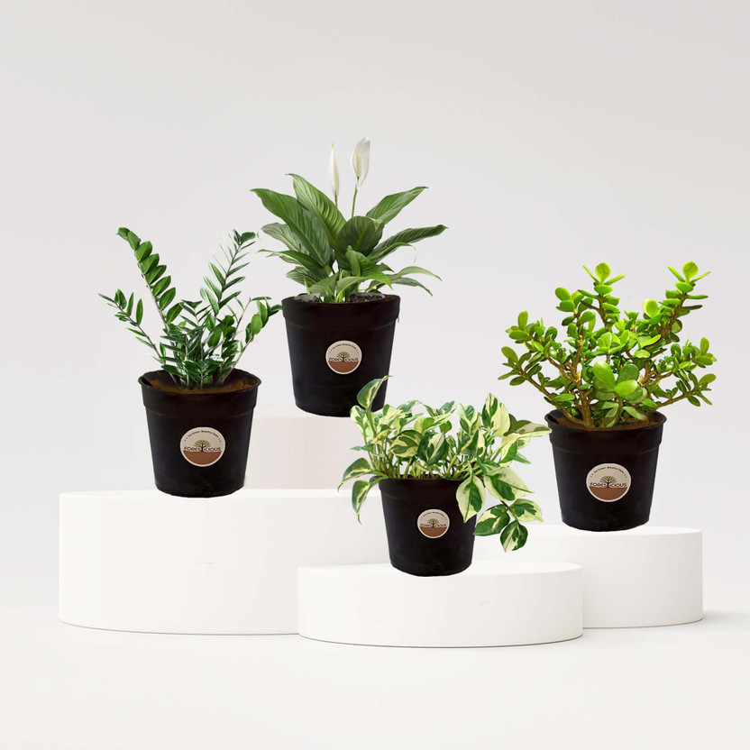 Foresticious ZZ Plant, Peace Lily Plant, Marble Money Plant, Jade Plant(Hybrid, Pack of 4)