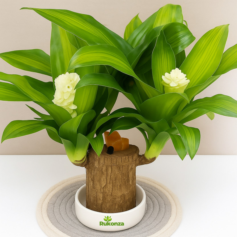 Rukonza Rukonza Brazilian Wood  sapling(Pack of 1) - Flipkart Deal