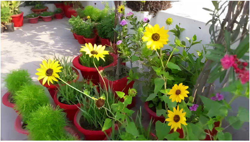 sspykrts Sunflower Plant  sapling(Hybrid, Pack of 1)