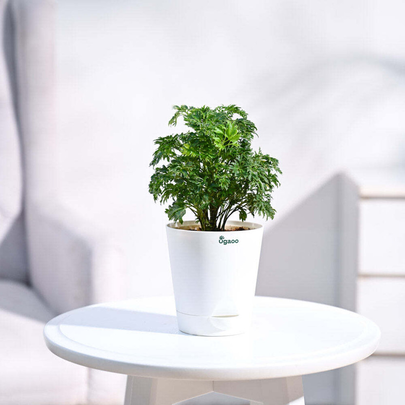 UGAOO Aralia Plant  sapling(Pack of 1)