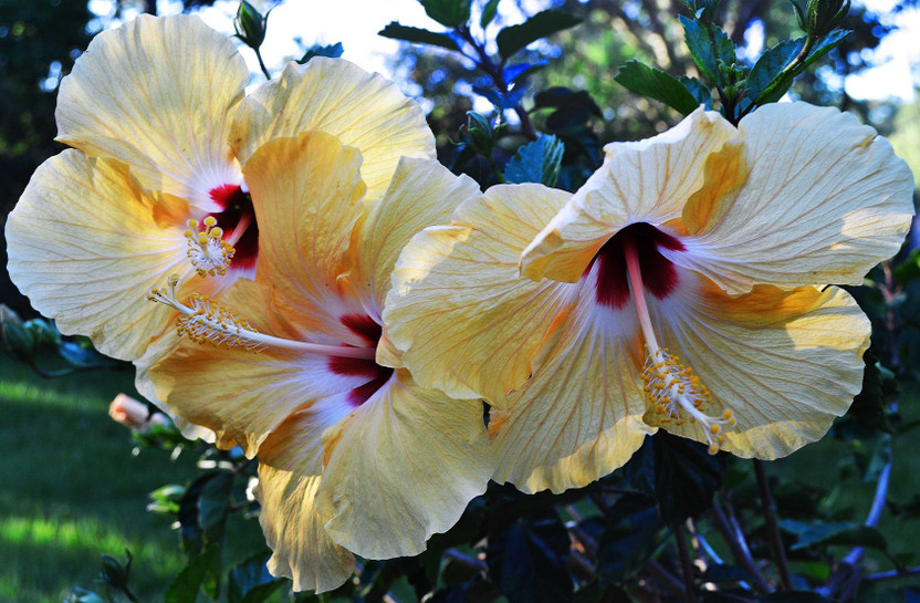 SOMAENTERPRISE Hibiscus Plant(Hybrid, Pack of 1)