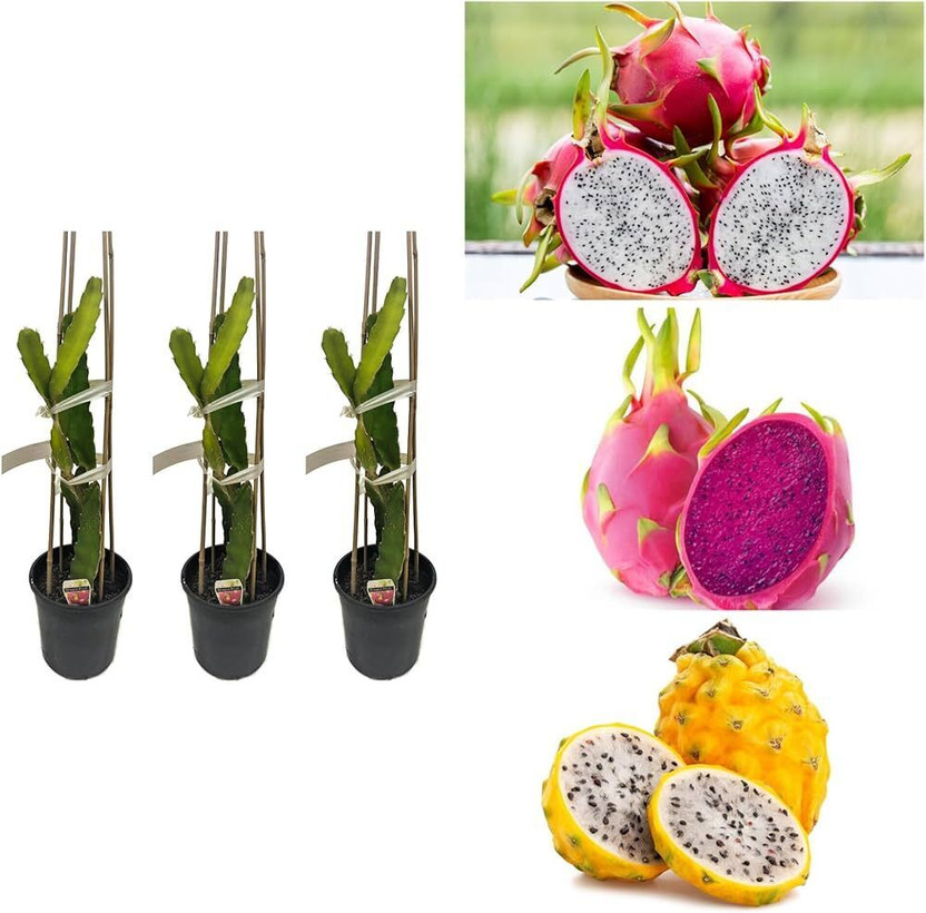 PlantNature Dragon Tree(Hybrid, Pack of 3)