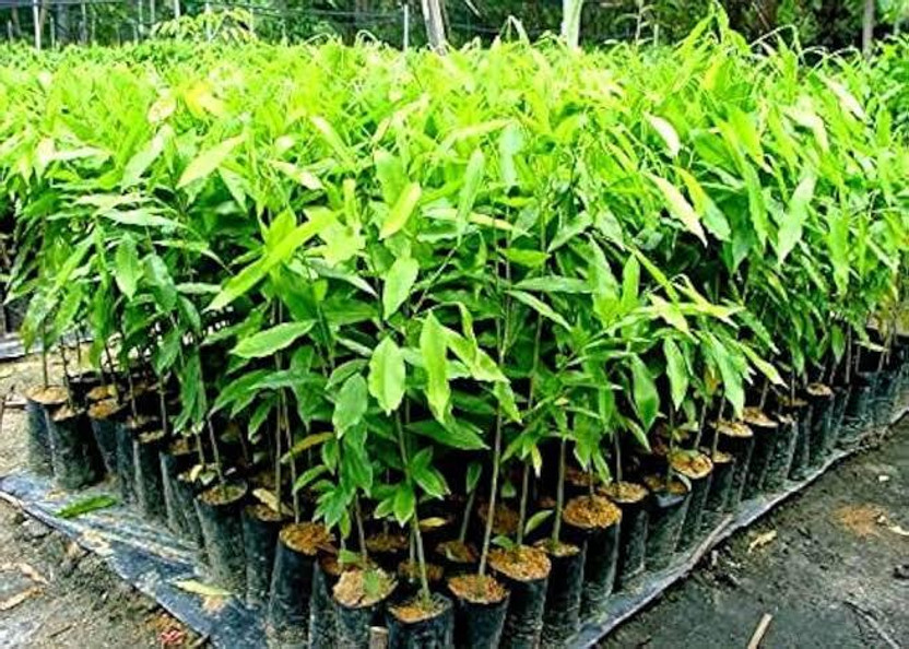 MATARANURSERY Agarwood Plant(Hybrid, Pack of 1)