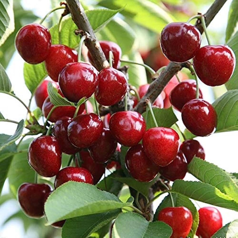 Dishita Go Green Cherry Fruit Plant(Hybrid, Pack of 1)