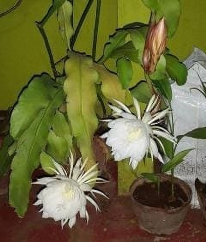 Cloud Farm Brahma Kamal Plant(Hybrid, Pack of 1)