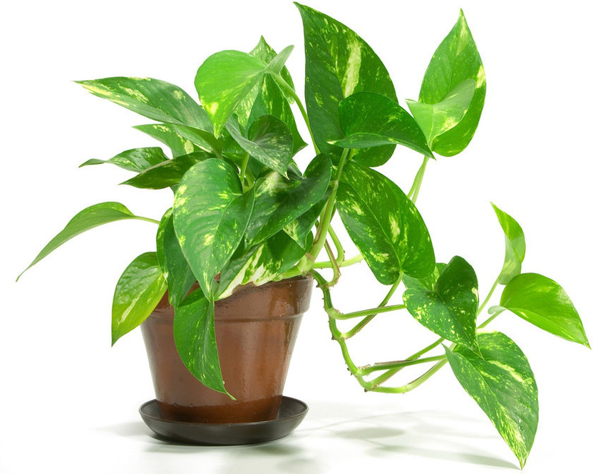 Dishita Go Green Money Plant(Hybrid, Pack of 1)