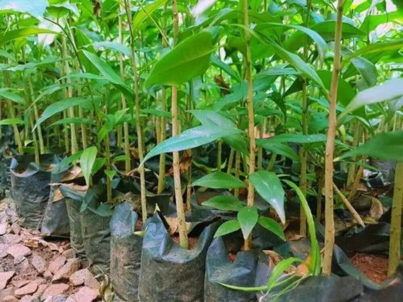 EDEN OF EARTH Agarwood Plant(Hybrid, Pack of 1)