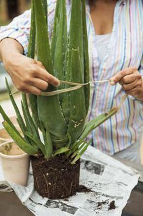 Cloud Farm Aloe Vera Plant(Hybrid, Pack of 1)