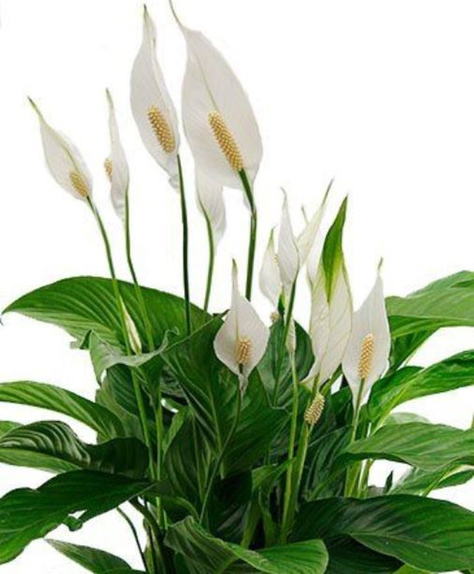 Vamsha Peace Lily Plant(Hybrid, Pack of 1)