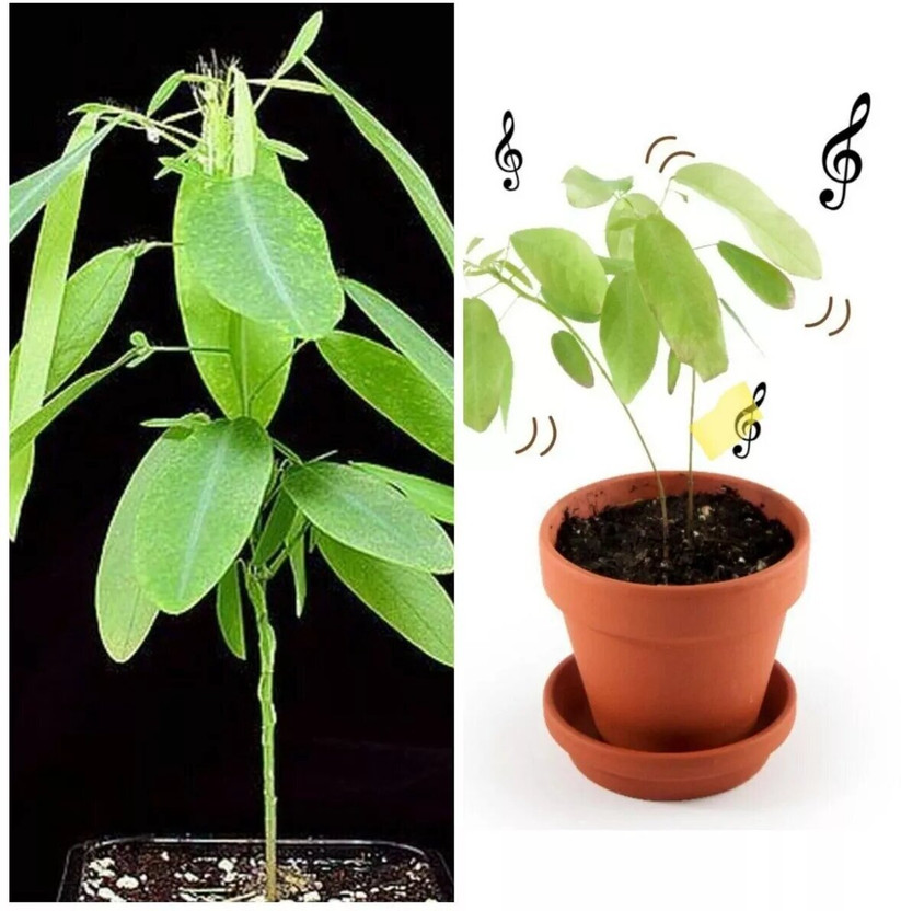 APOSOLUARD Sandalwood Fan Plant(Hybrid, Pack of 1)