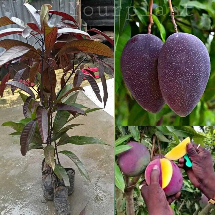 YourPlant Mango Plant(Hybrid, Pack of 1)