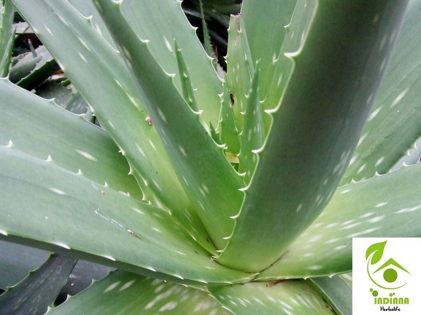 Bula Plant House Aloe Vera Plant(Pack of 1)