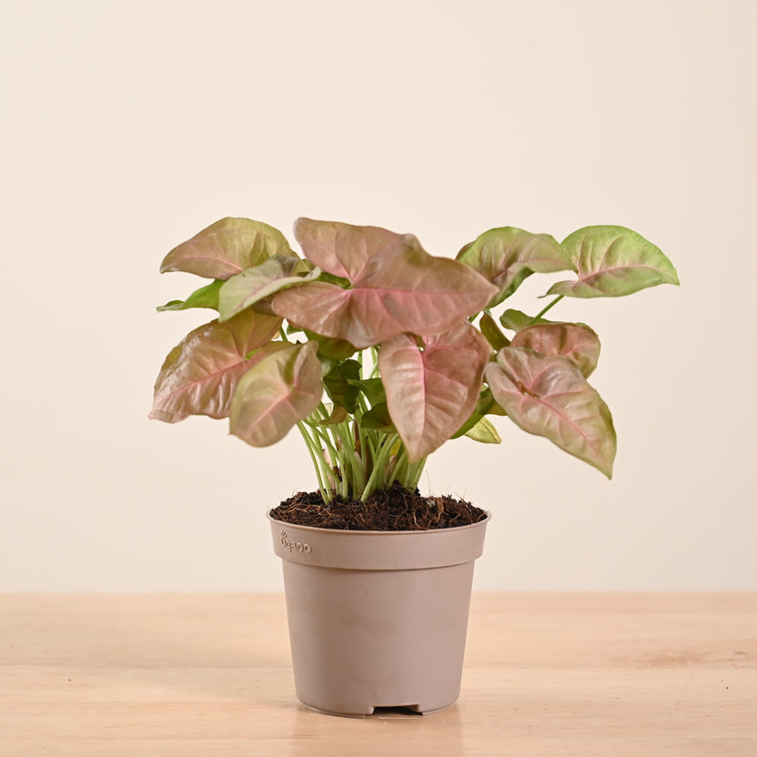 UGAOO Syngonium Plant(Pack of 1)