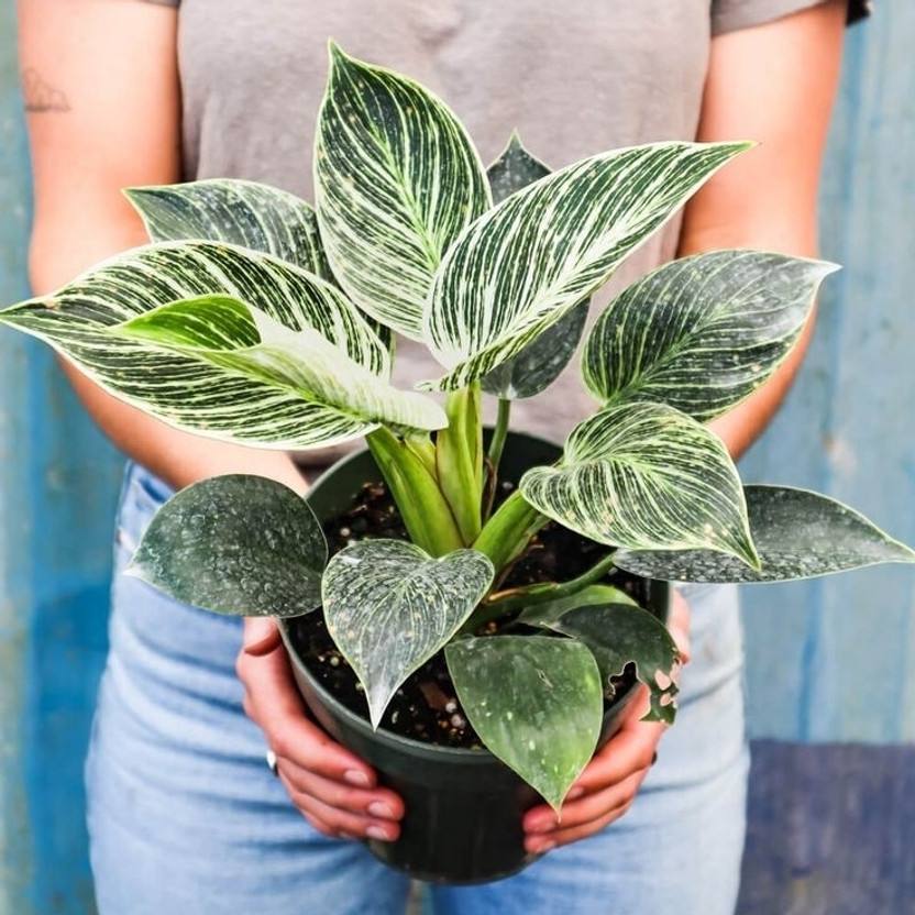 Philodendron Philodendron Birkin Plant(Pack of 1)