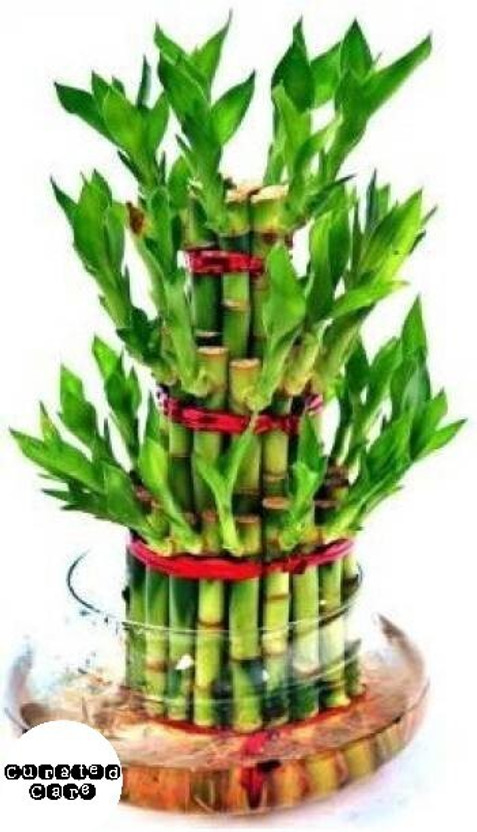 Curated Curated Care Two Layer Bamboo Plant  sapling(Hybrid, Pack of 1) - Flipkart Deal