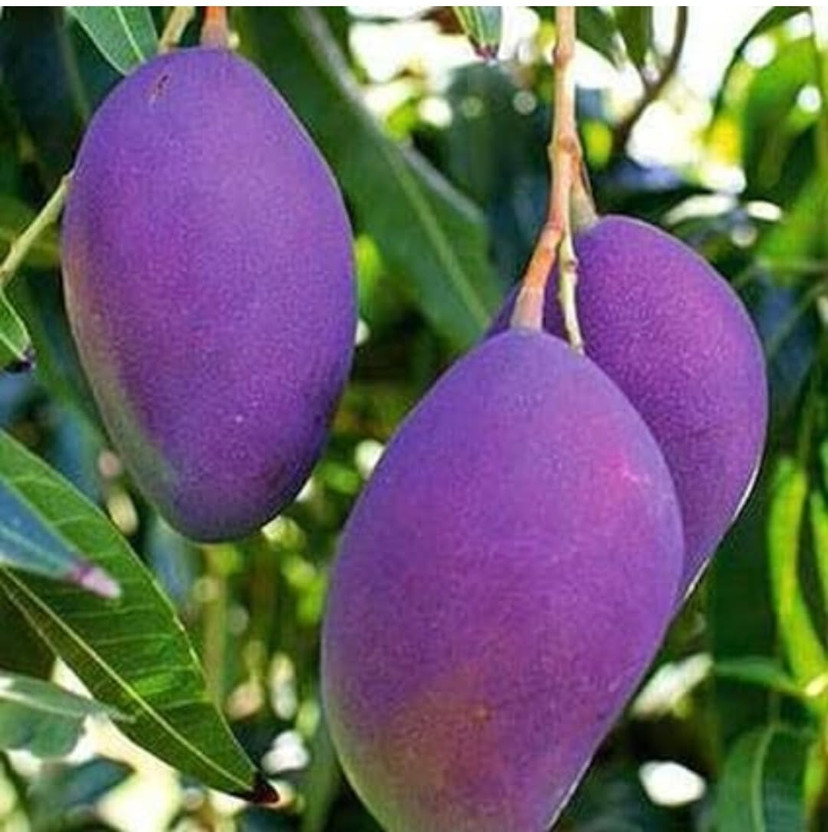 Miyazaki Mango Plant(Pack of 1)