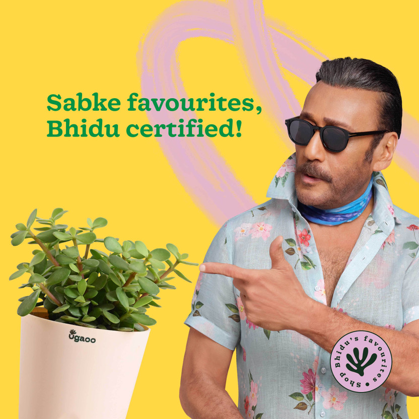 UGAOO Jade Plant  sapling(Hybrid, Pack of 1)