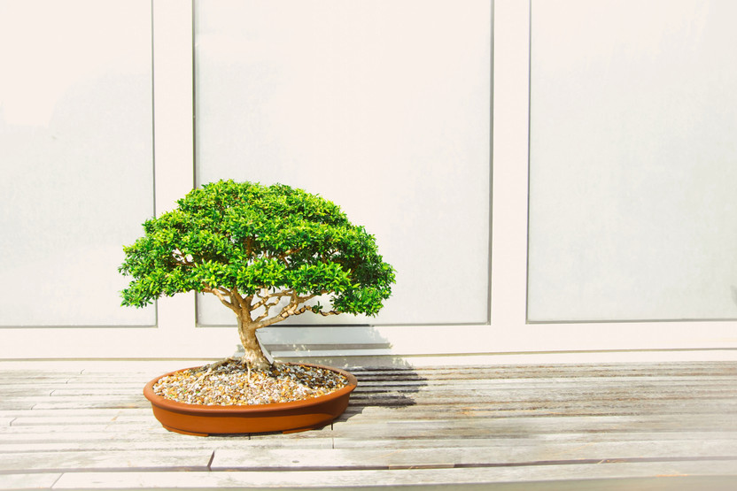 MondalVarieties Ficus Bonsai(Hybrid, Pack of 1)