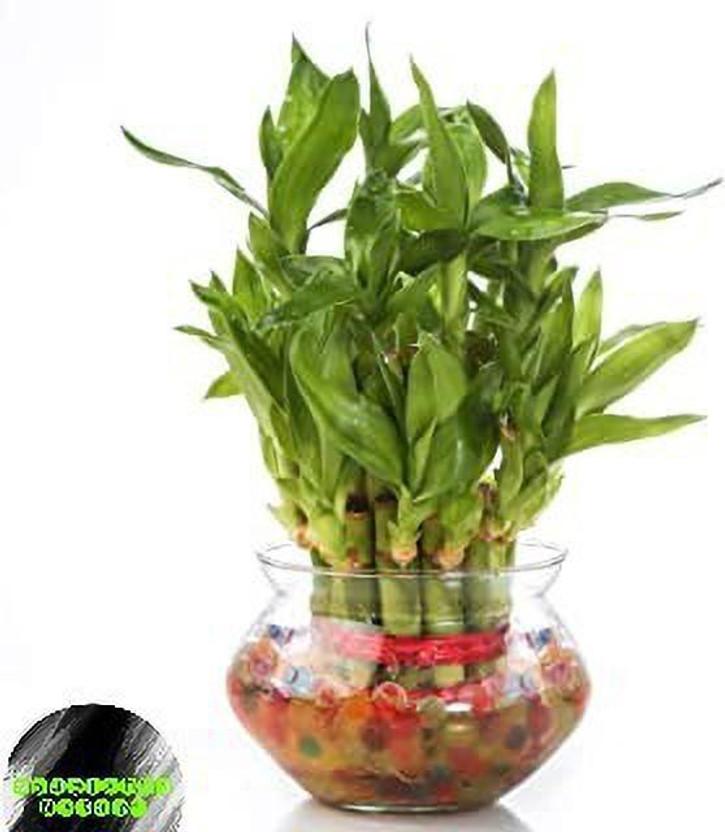 Nourished Nature Two Layer Bamboo Plant(Hybrid, Pack of 1)