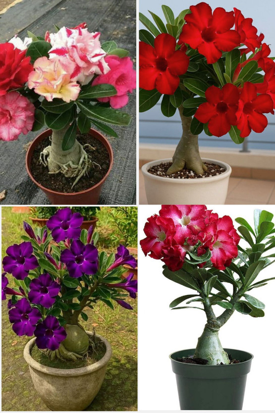 GreenyOn GreenyOn Adenium Plant  sapling(Hybrid, Pack of 4) - Flipkart Deal
