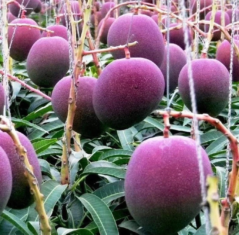 Miyazaki Mango Plant(Pack of 1)