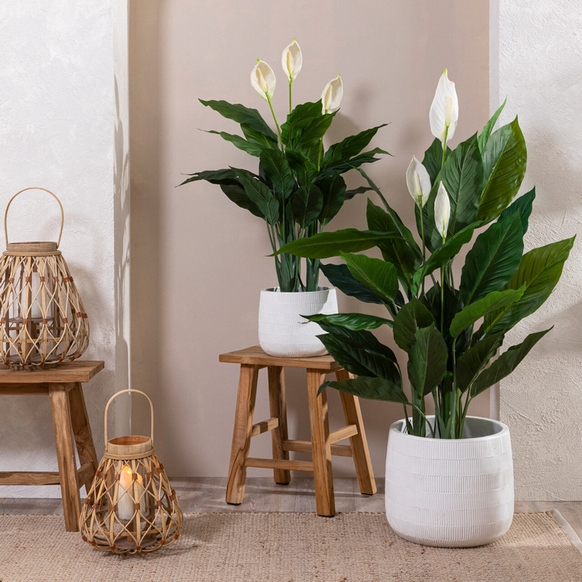 SUWAMABACHI Peace Lily Plant(Hybrid, Pack of 1)