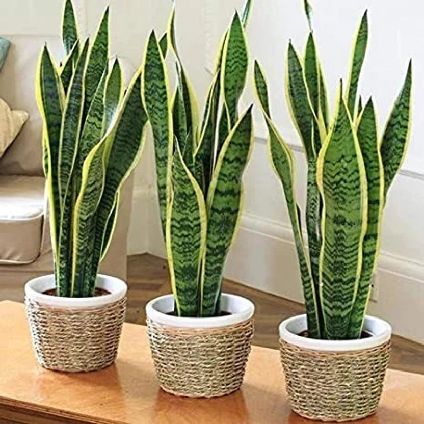 FUEGOASIS Snake Plant(Hybrid, Pack of 1)
