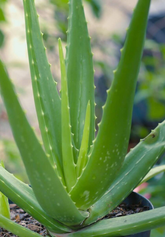Cloud Farm Aloe Vera Plant  sapling(Hybrid, Pack of 1)