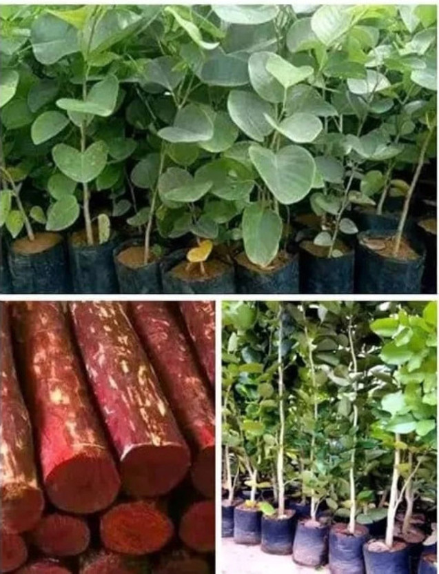 SSN Red Sandalwood Plant(Hybrid, Pack of 1)