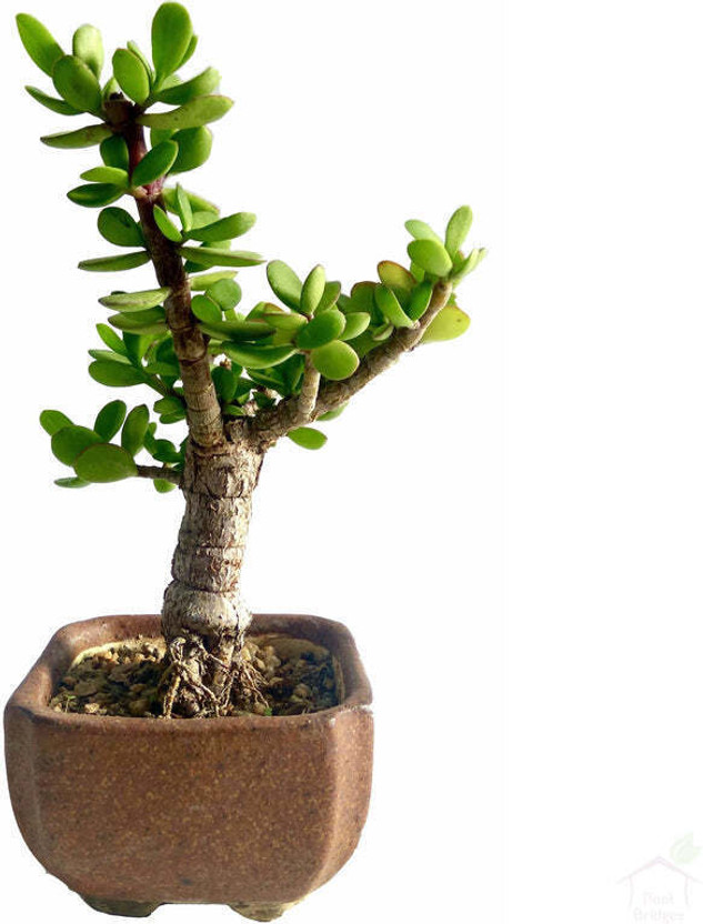 Cloud Farm Jade Plant(Hybrid, Pack of 1)